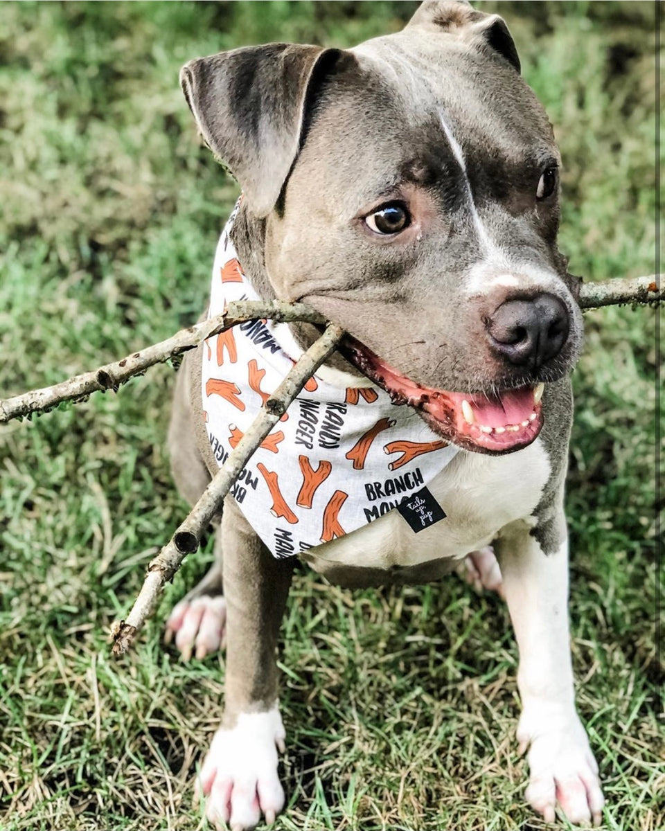 Branch Manager Dog Bandana – Tails Up, Pup - Main Image