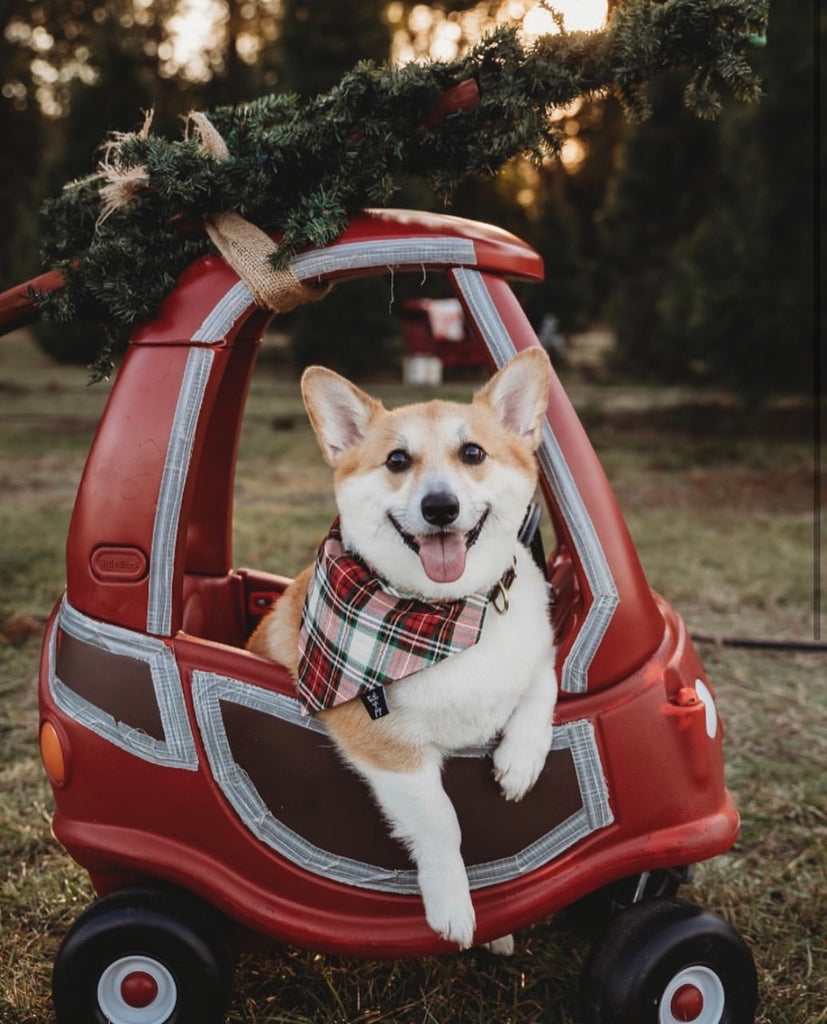 Paws and Pose: 3 Surefire Ways to Snap the Cutest Christmas Shots with Your Pup