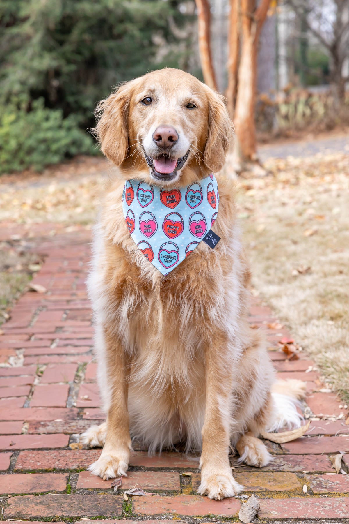 Free hugs outlet dog bandana