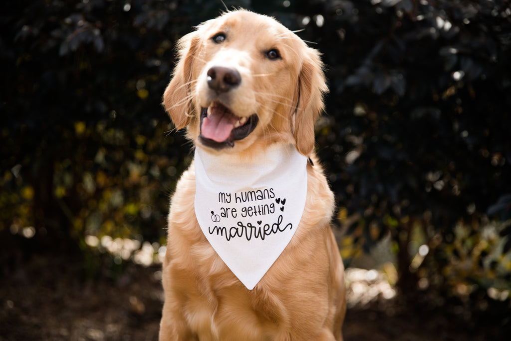 My Humans Are Getting Married Dog Bandana