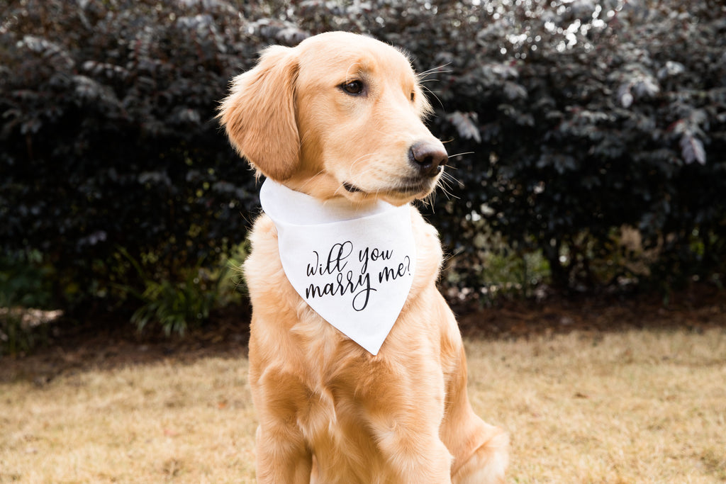 Will You Marry Me? Dog Bandana