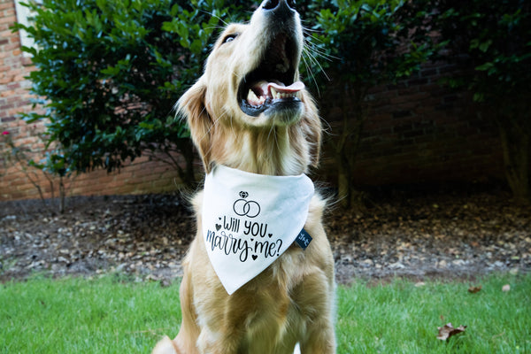 Dog bandana near store me