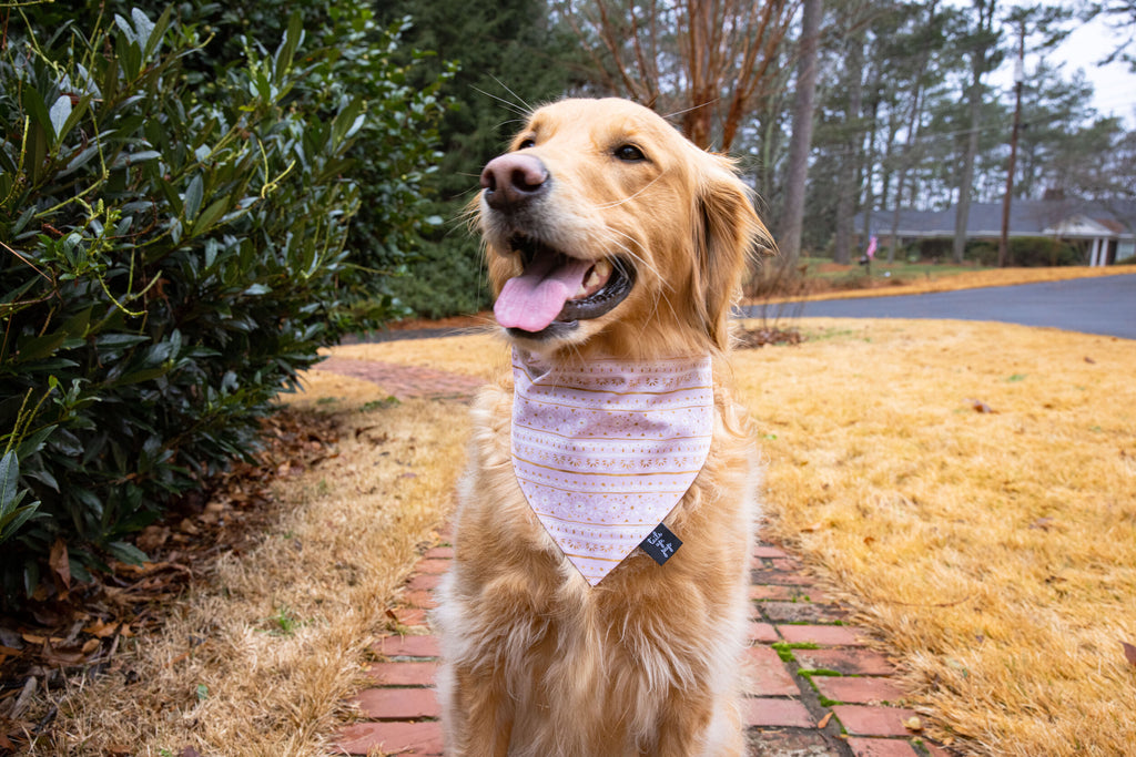 Boho Floral Dog Collar