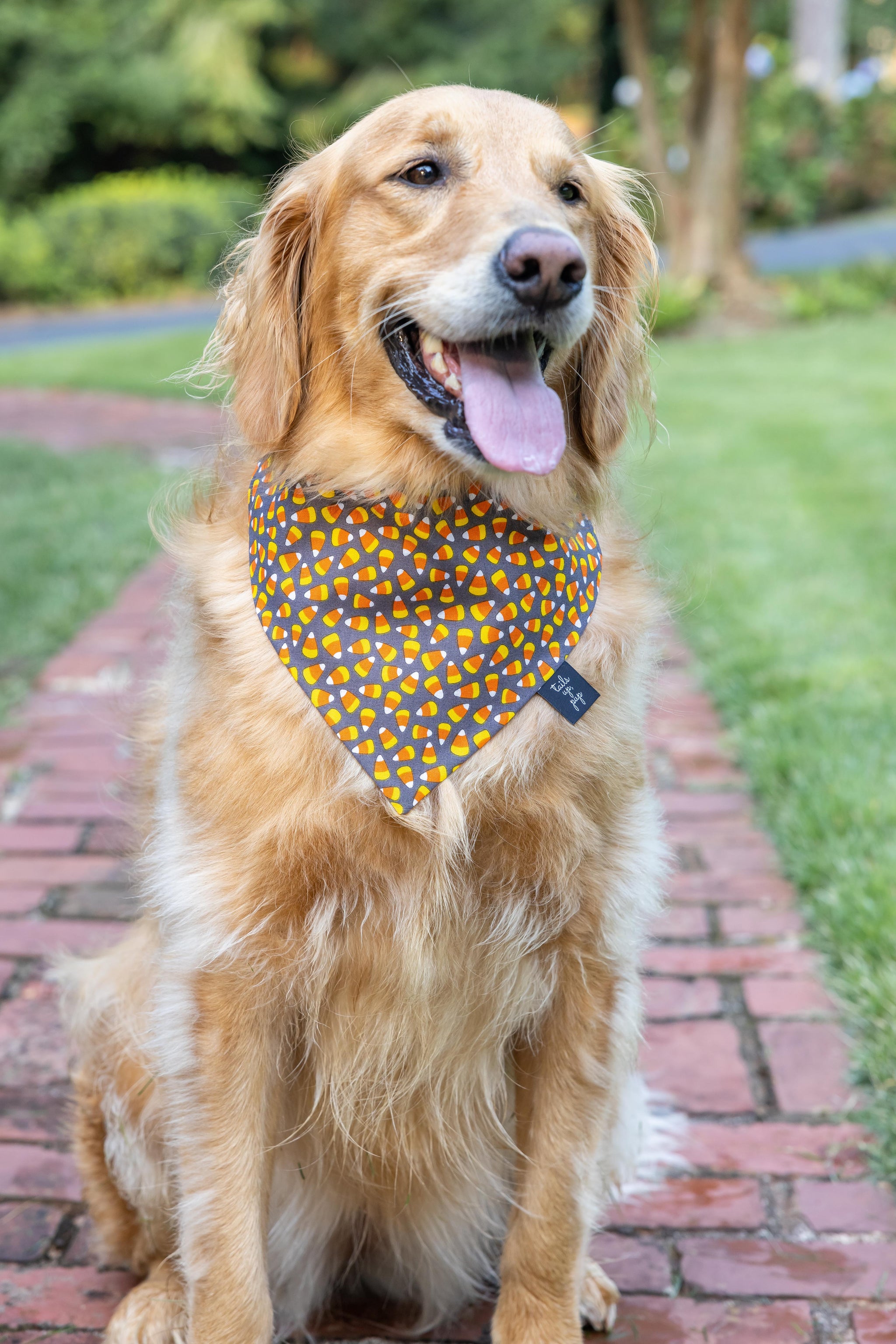 Fall dog bandana best sale