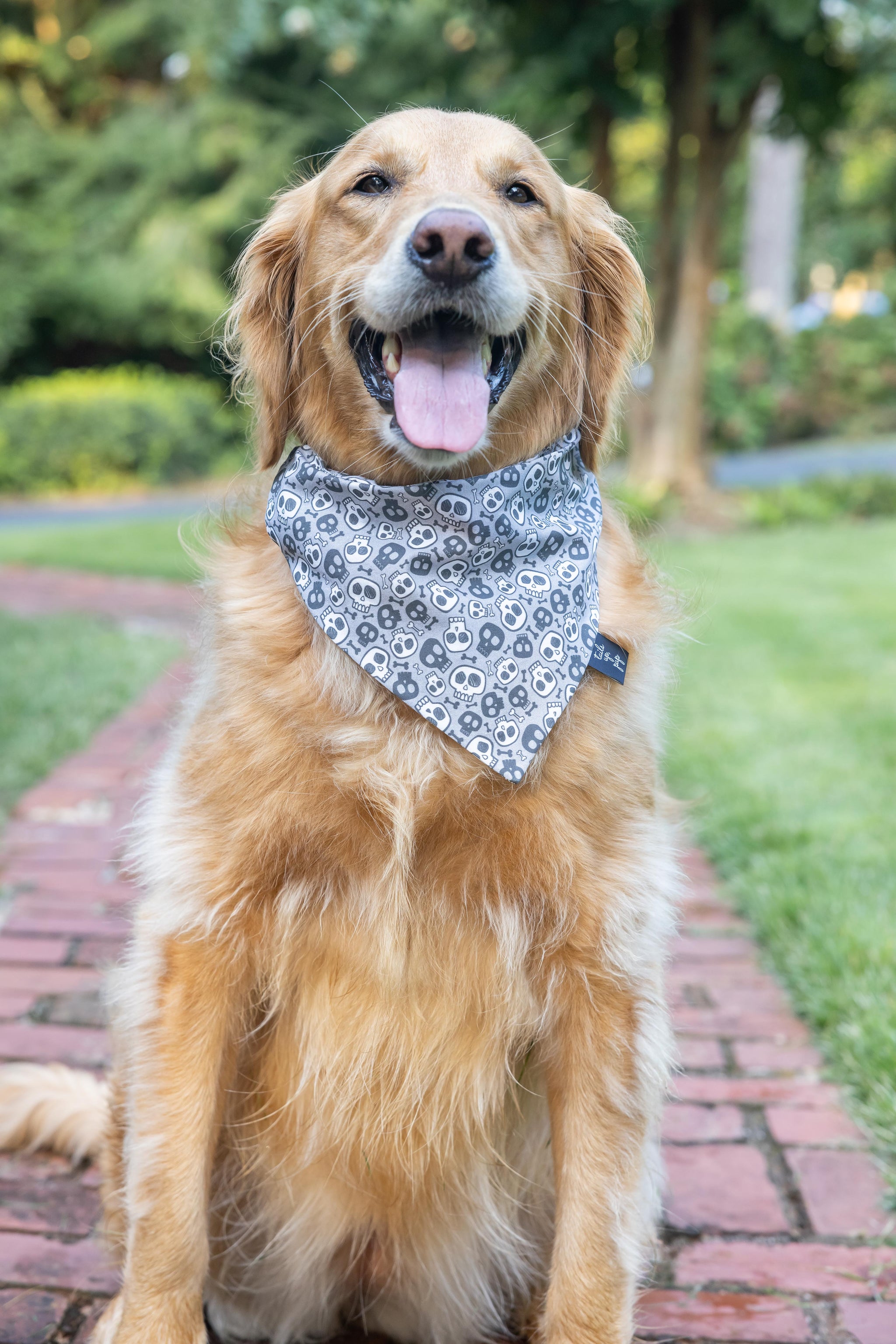 Fall dog bandanas sale