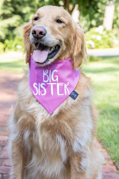 Big brother big shop sister dog bandanas