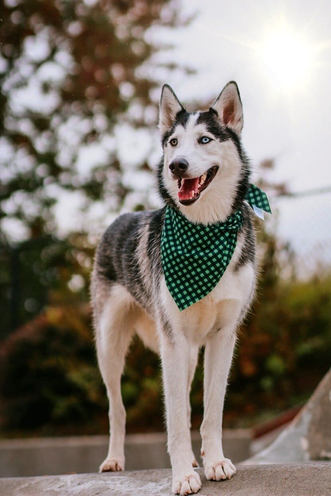 Green Plaid Endurance Dog Bandana