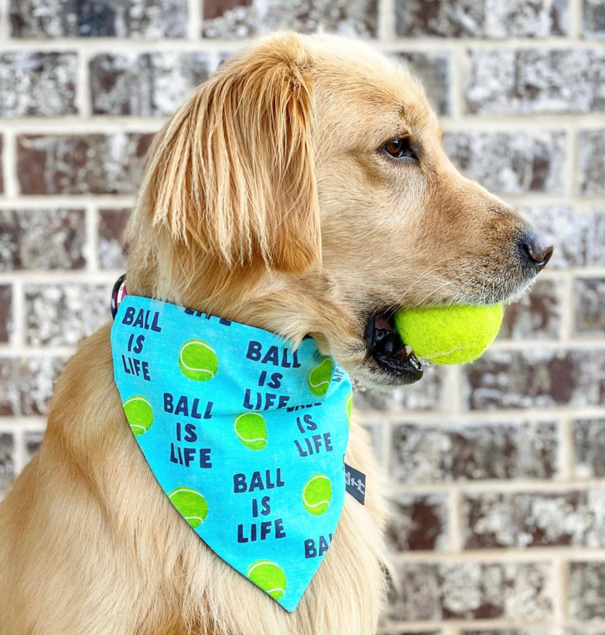 Ball Is Life Dog Bandana – Tails Up, Pup