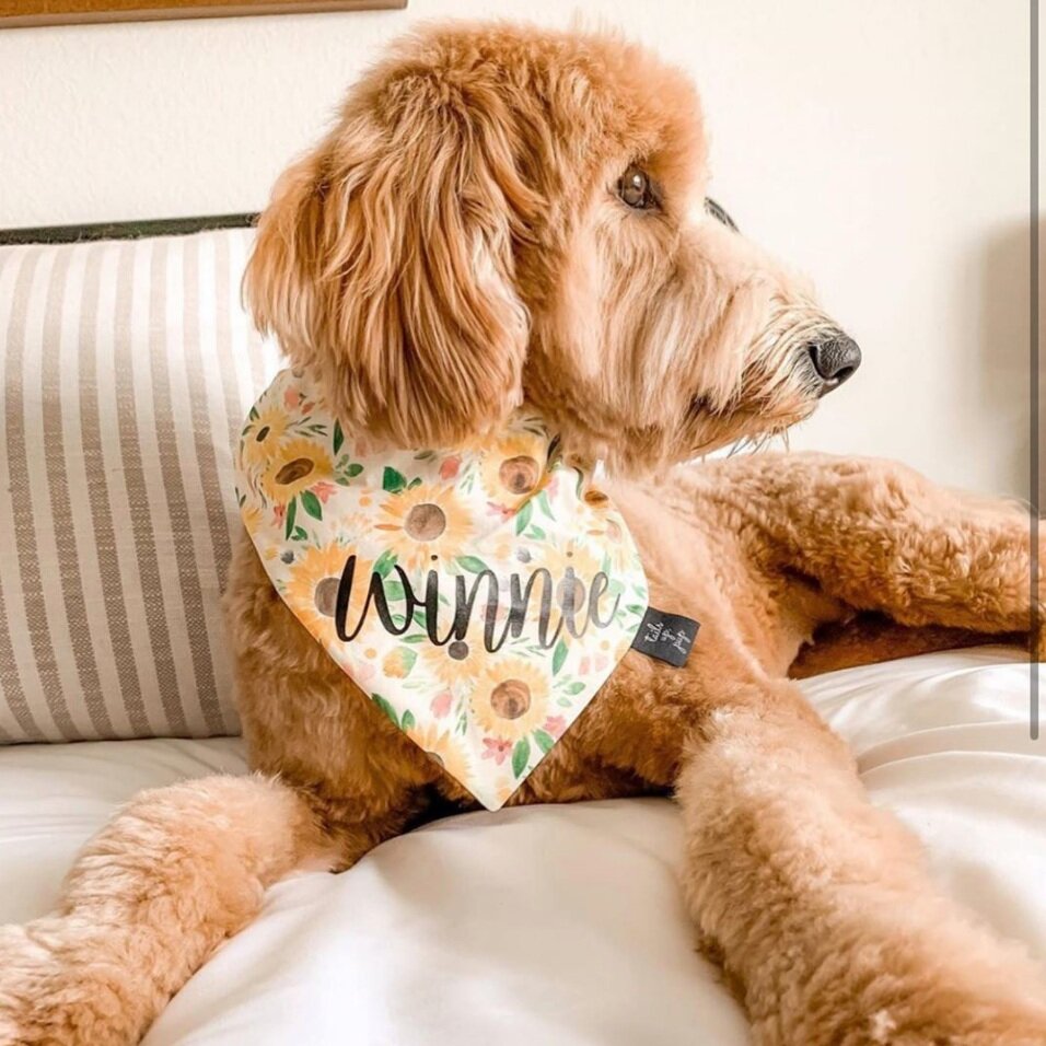 Sunflowers Dog Bandana