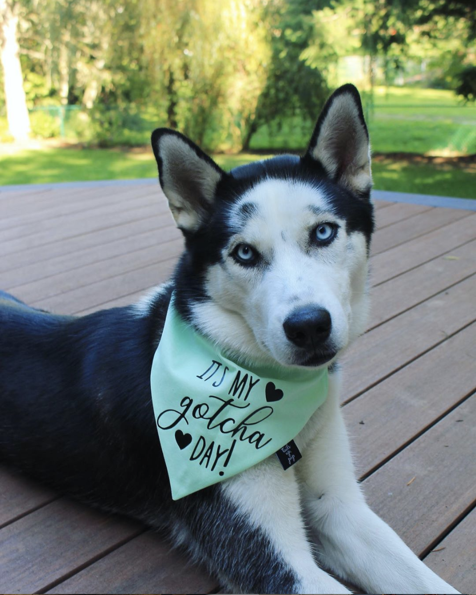 Dog gotcha day bandana sale