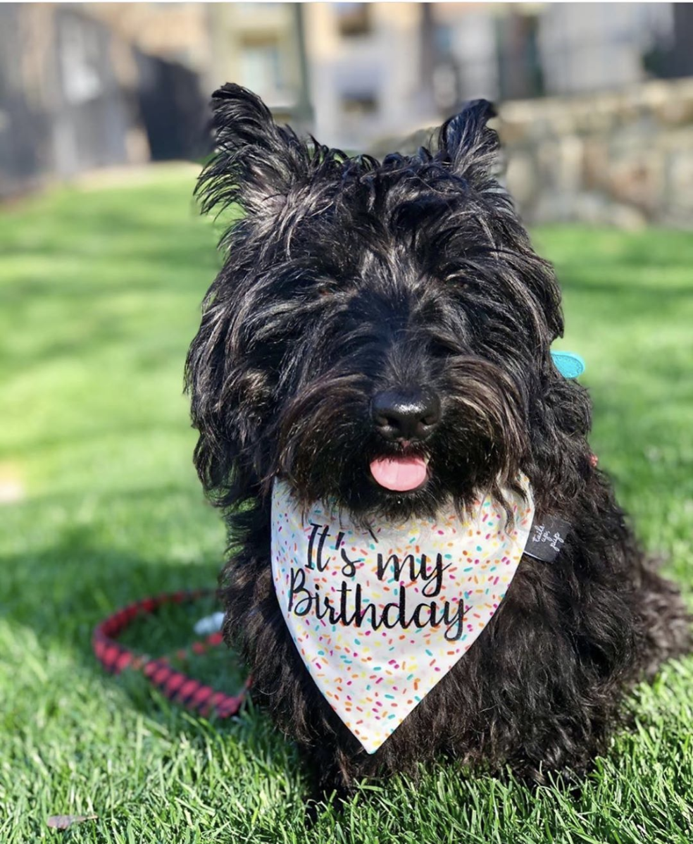 Happy Birthday Dog Bandana – Tie-On Scarf For Dogs, XS/S/M/L Sizes | Black With Colorful Balloons & Streamers